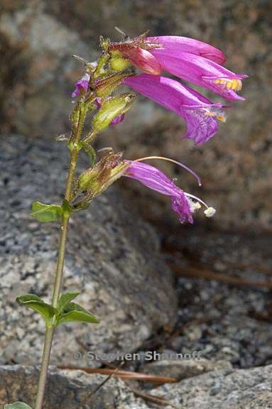 penstemon newberryi 6 graphic